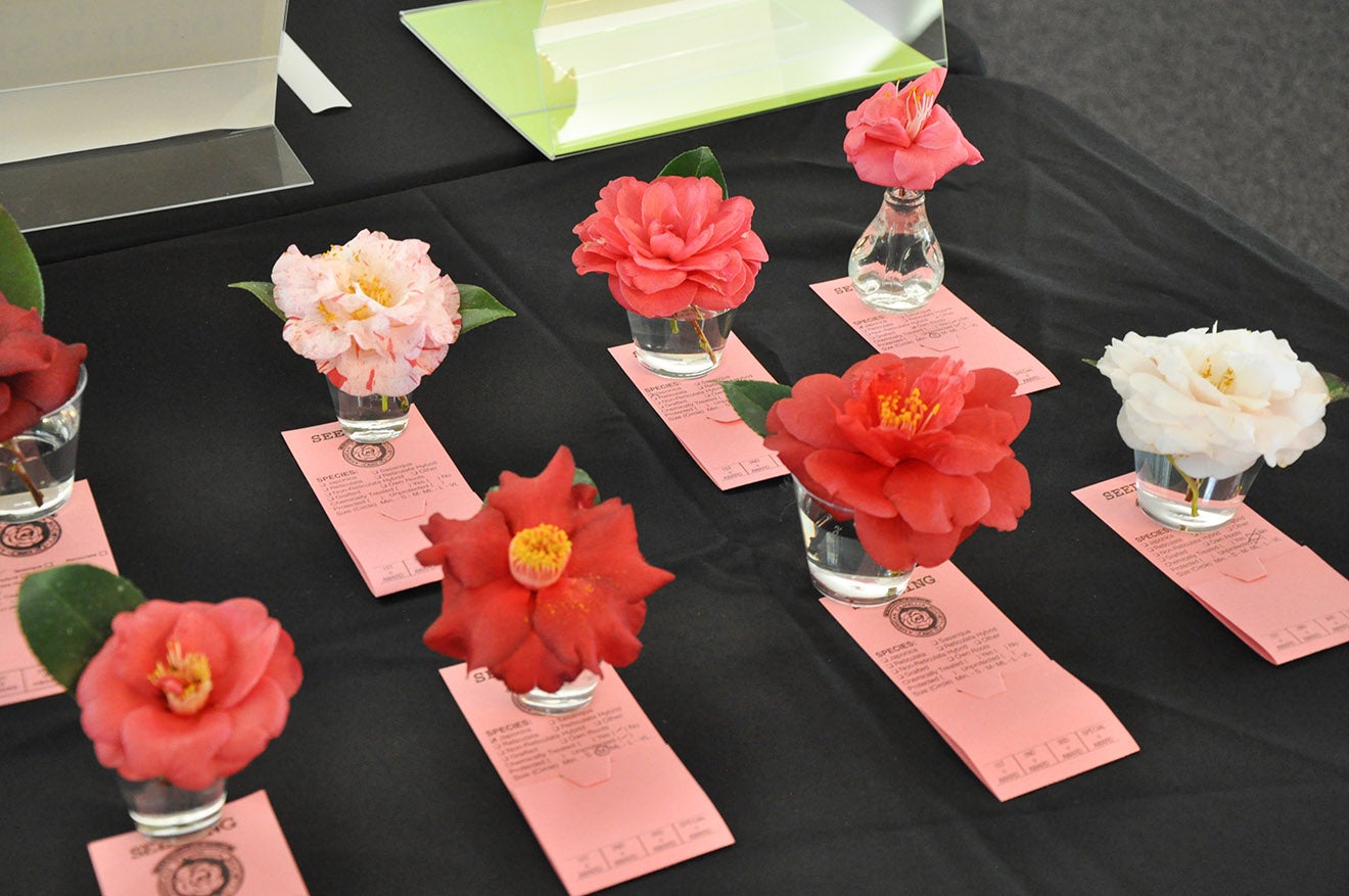 Camellia Show This Weekend in Fort Valley Flint Energies